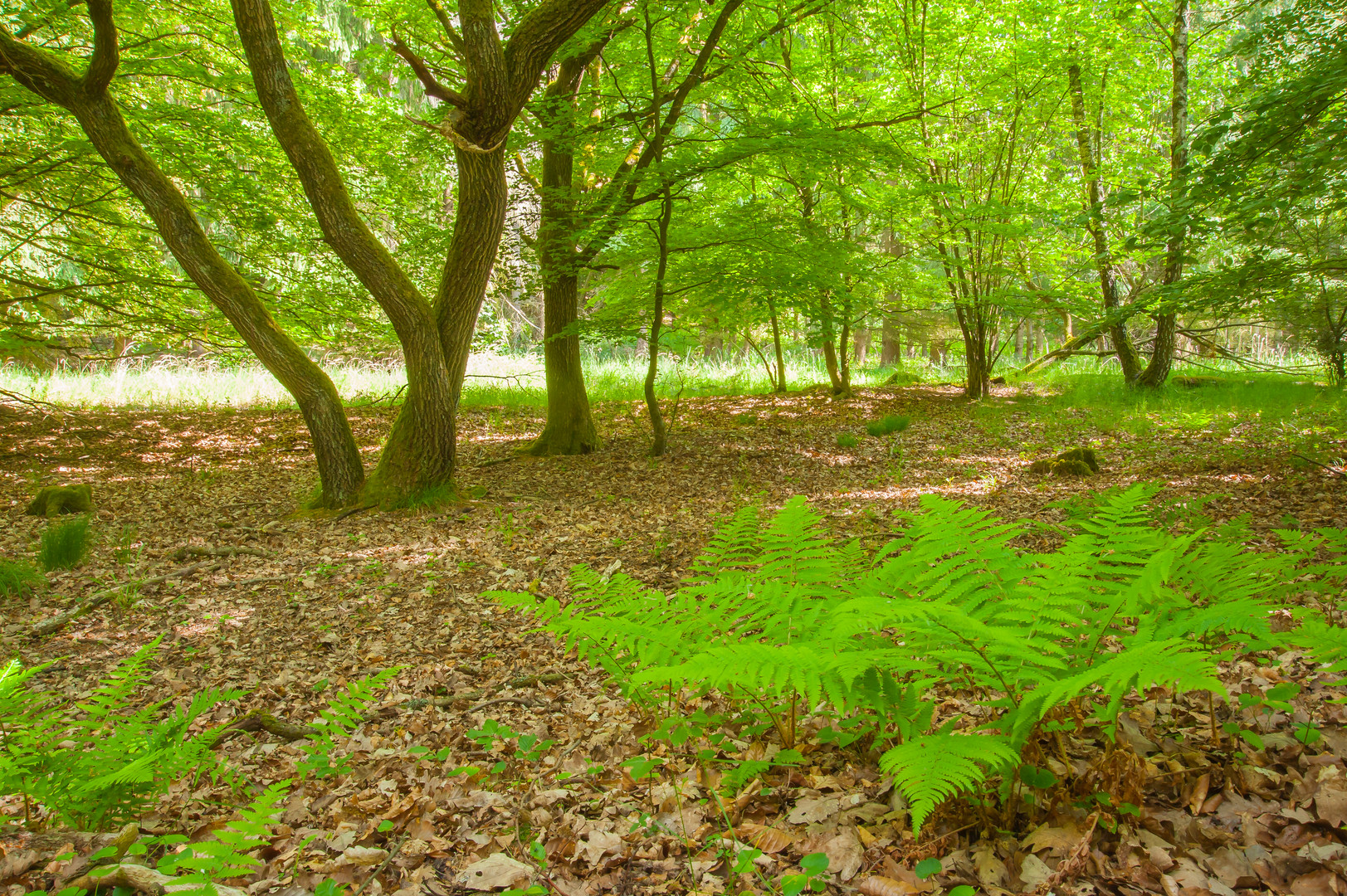 Farn im Wald