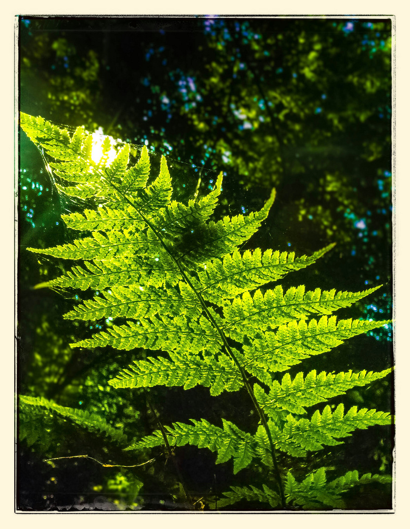 Farn im Wald