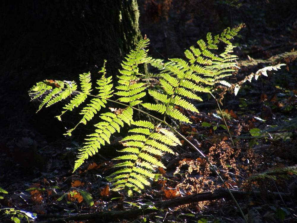 Farn im Wald