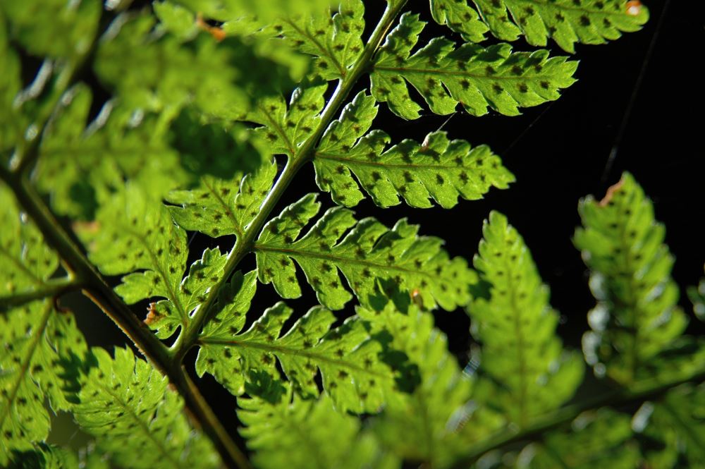 Farn im Wald (Close up) M