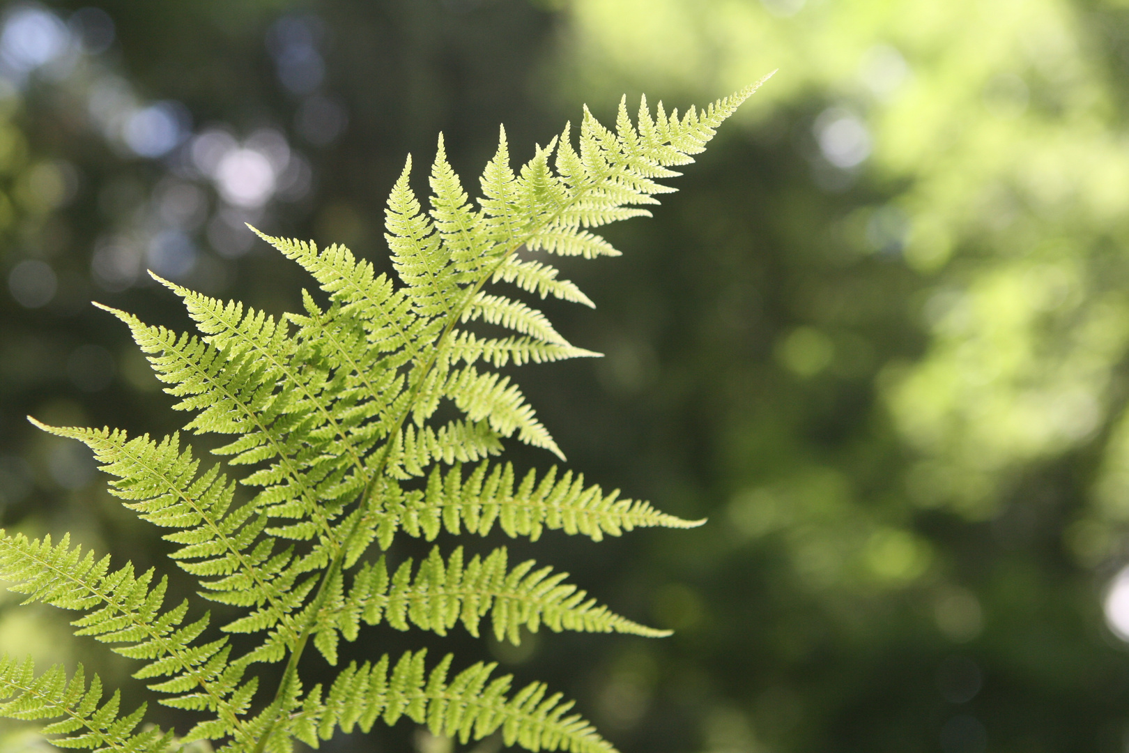 Farn im Wald