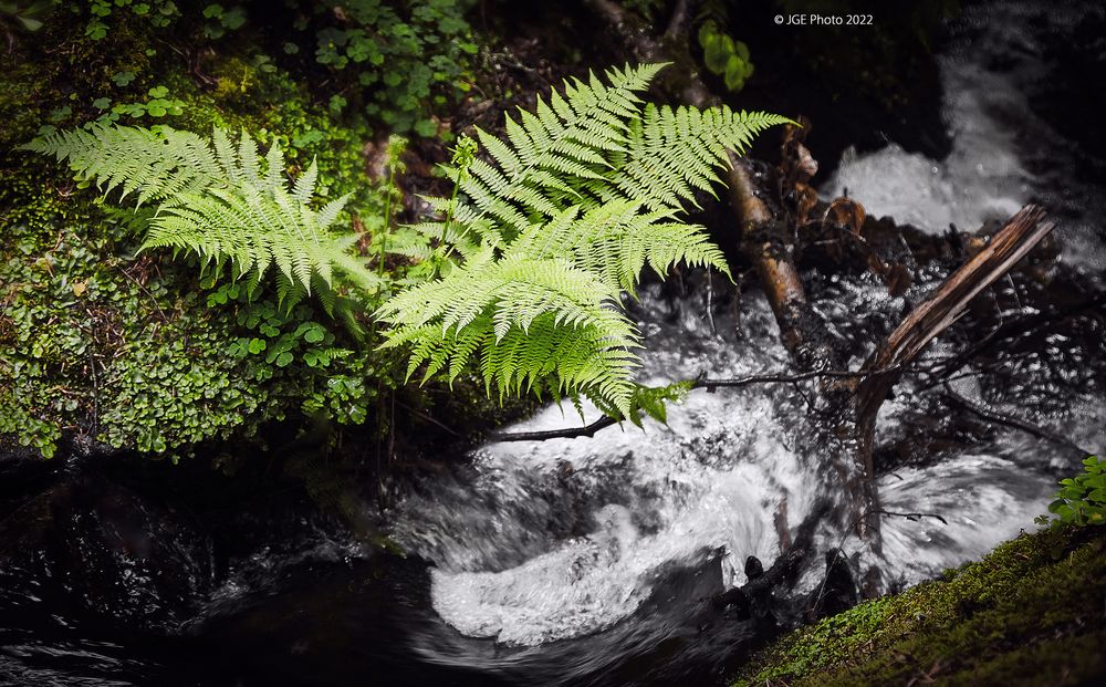 Farn im Wald mit der Moosalbe