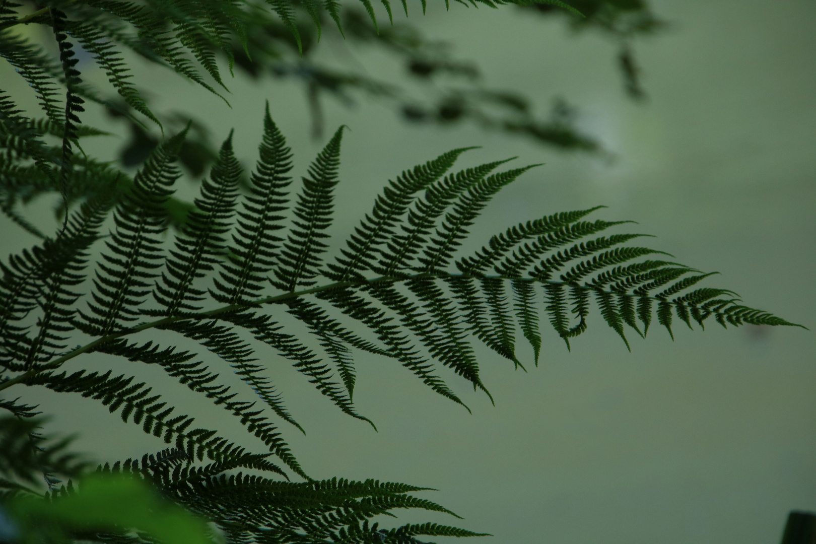 Farn Impression I Foto & Bild wasser, teich, natur Bilder auf