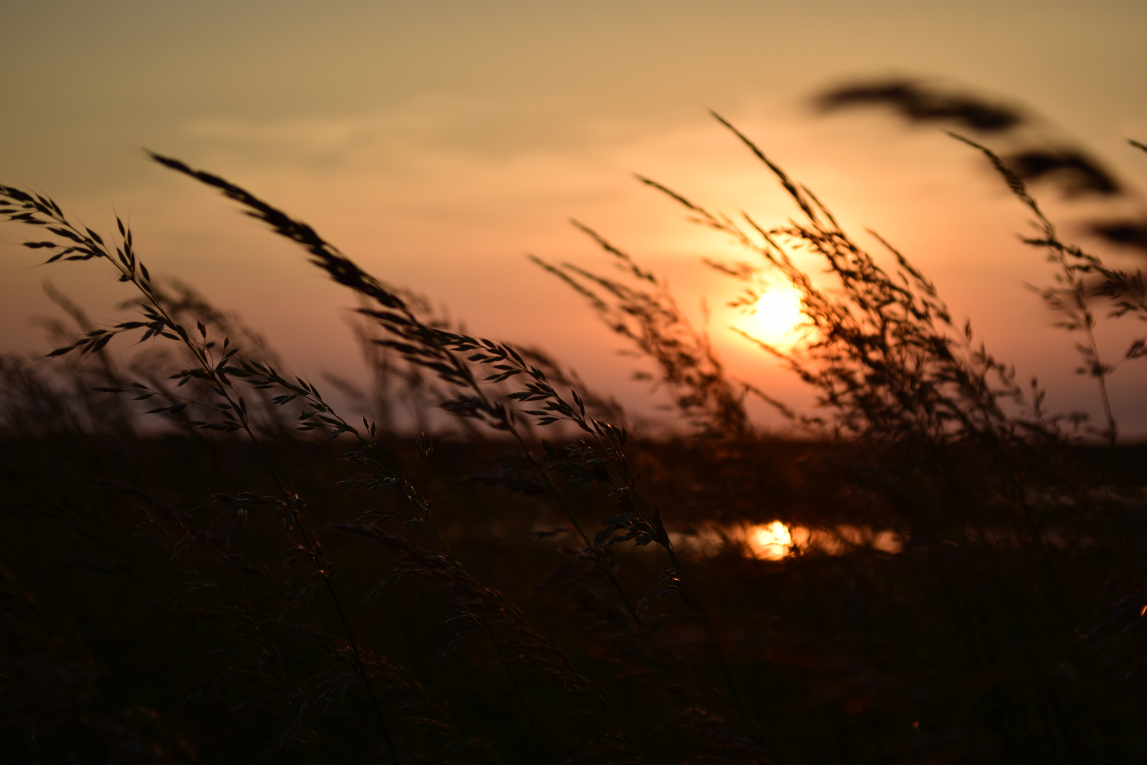 Farn in der Sonne