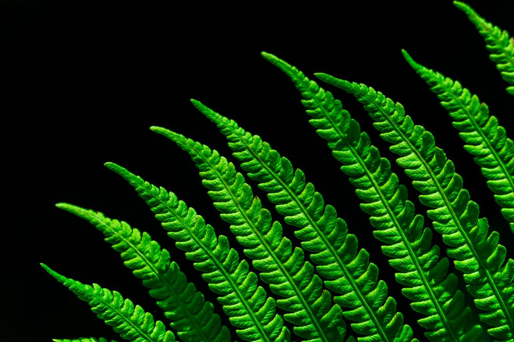 Farn in Giftgrün