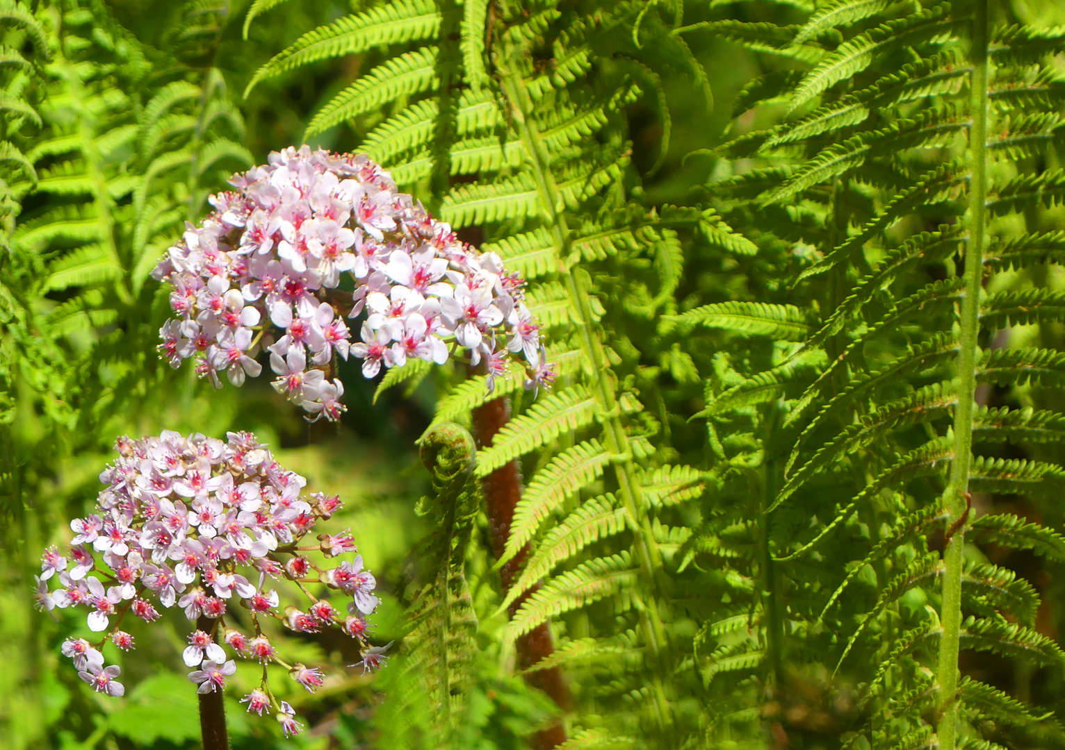 Farn mit Schildblattblüten