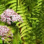 Farn mit Schildblattblüten