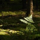 Farn mit Sonne von rechts (Sächsische Schweiz)