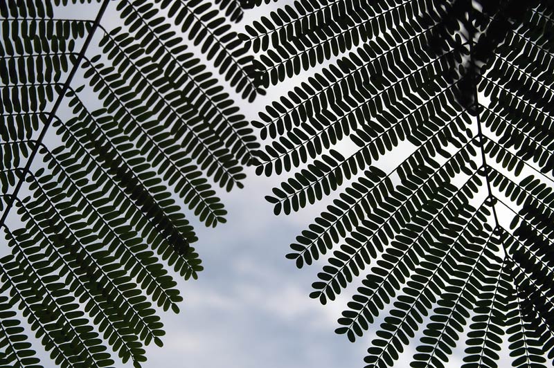 Farn oder Baum im Gegenlicht