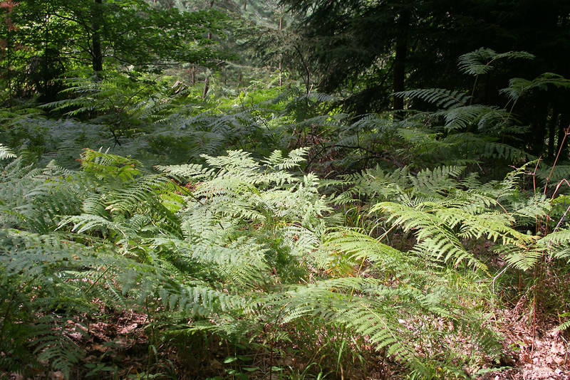 Farn (Pteridopsida oder Polypodiopsida)