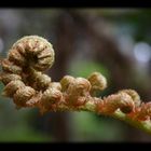 Farn - Regenwald auf Hawaii Big Island