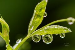 Farn spiegelt sich in Regentropfen