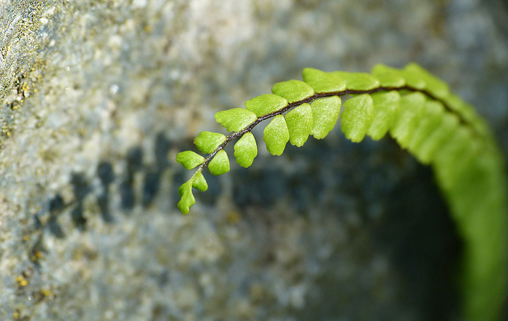 Farn und Schatten......................