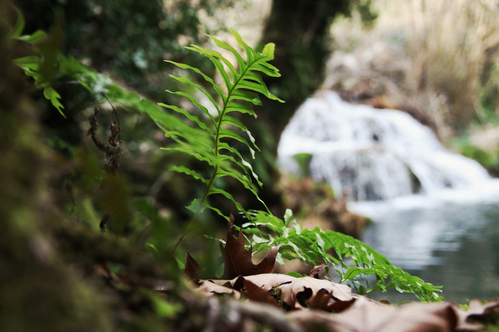 Farn vor Wasserfall