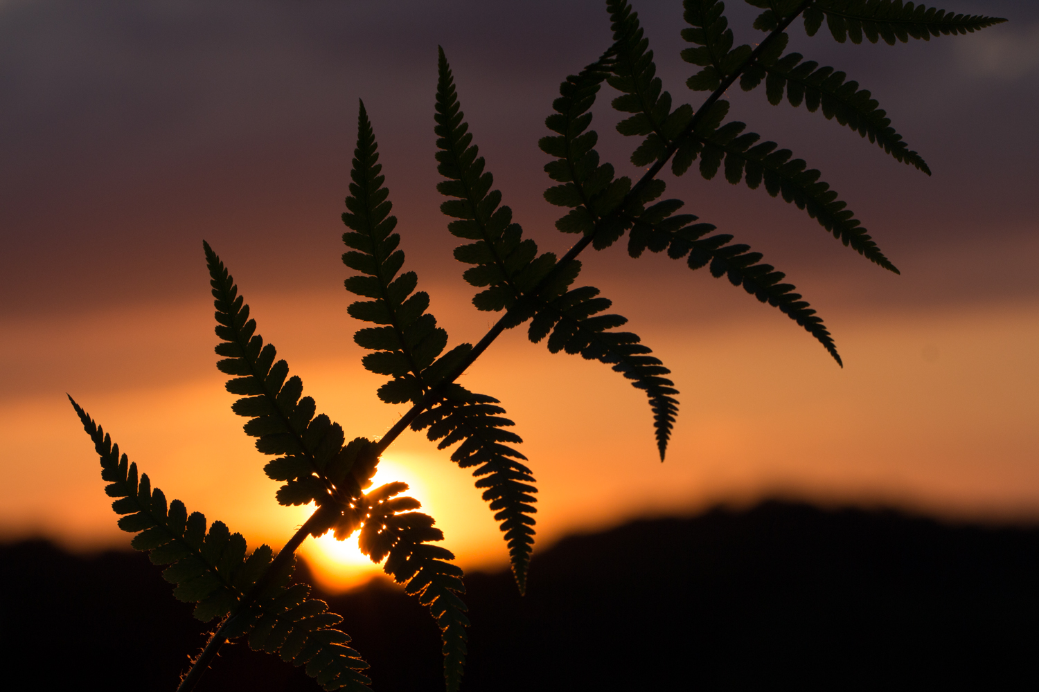 Farn vorm Sonnenuntergang