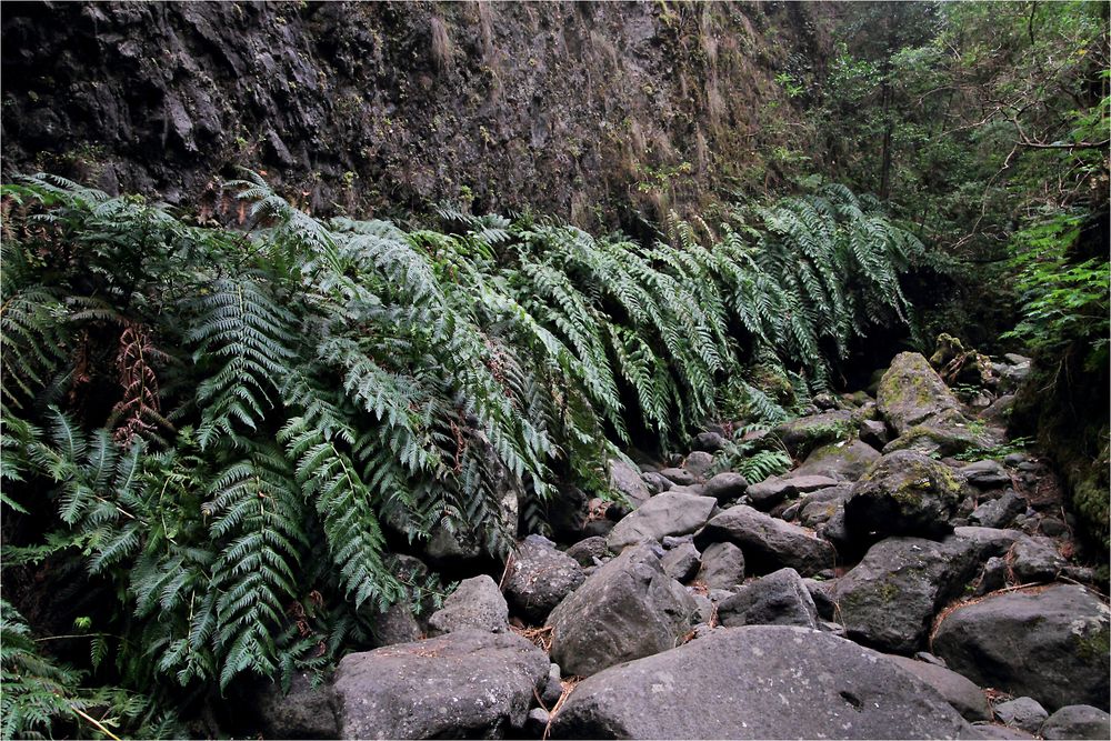 Farn wie im Urwald wächst im Barranco del Agua