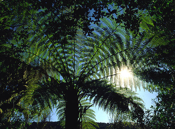 Farnbaum im Sonnenlicht II