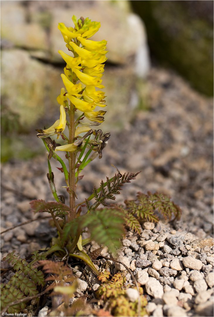 Farnblättriger Lerchensporn (Corydalis cheilanthifolia Hemsl.),