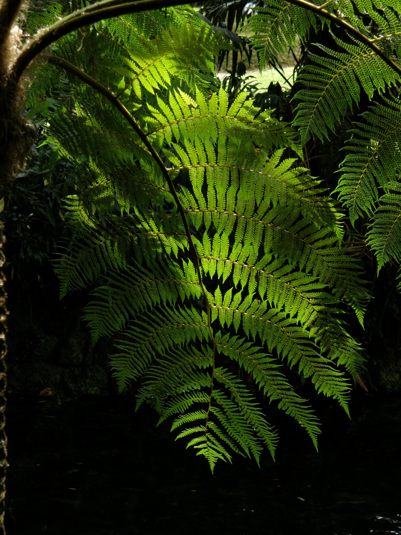 Farnblatt im Gegenlicht