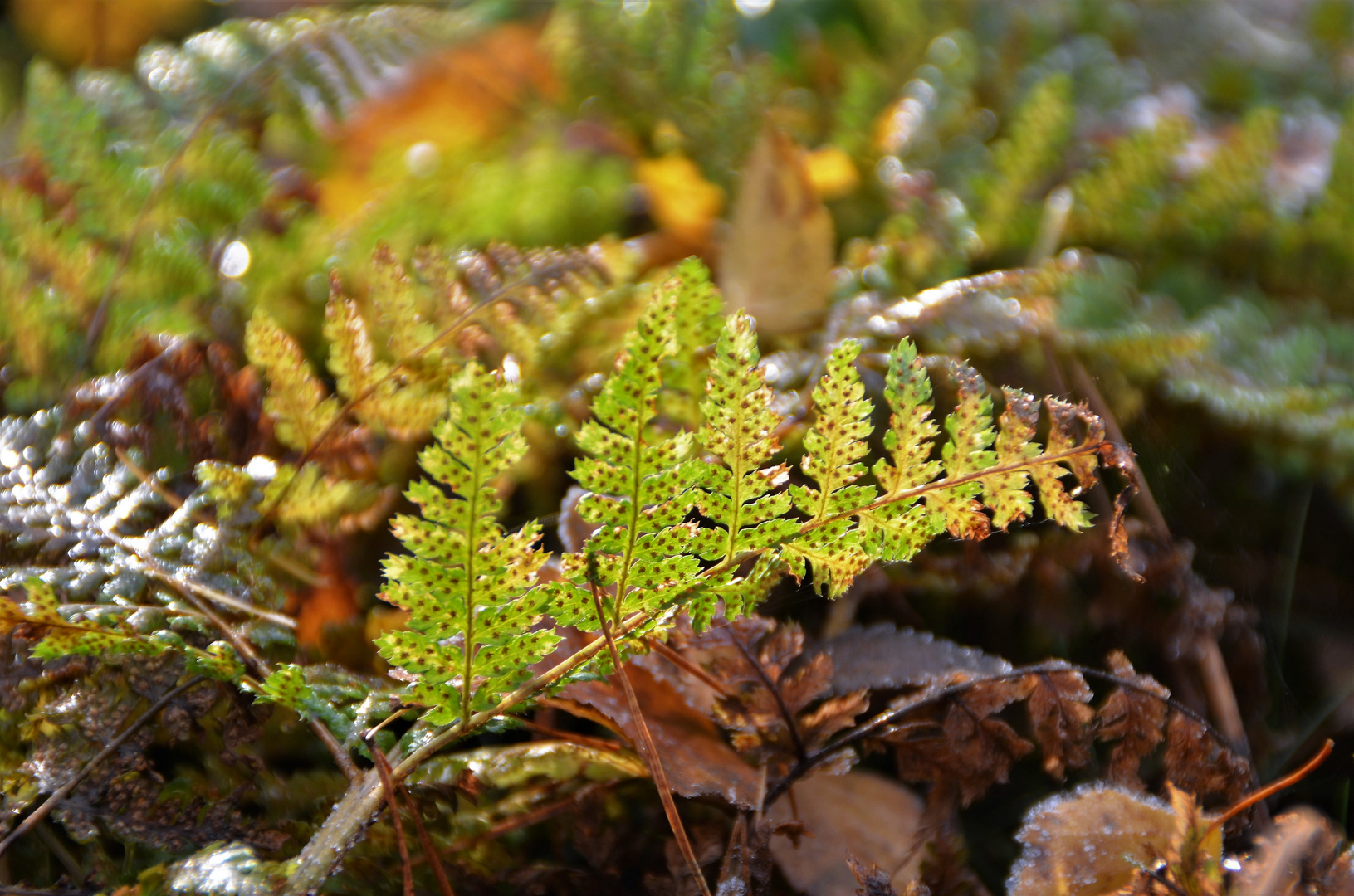 Farnblatt im Sonnenlicht