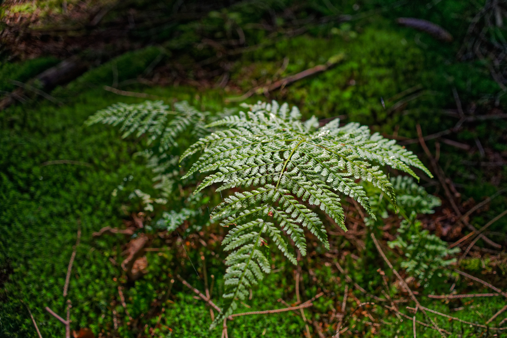 Farnblatt mit Silberglanz