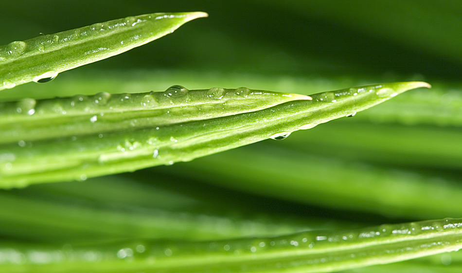 ...Farnblatt mit Wassertropfen...