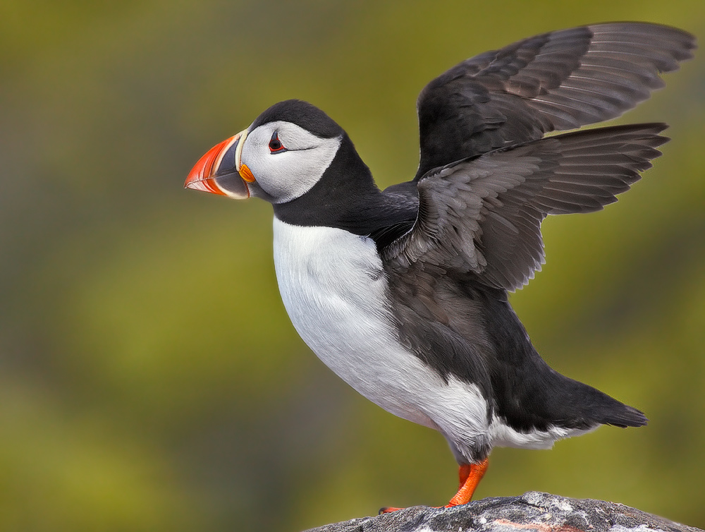 Farne 2009 [1]