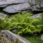 Farne auf dem 'Crap Sogn Gion'