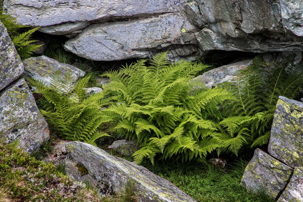 Farne auf dem 'Crap Sogn Gion'