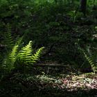 Farne bei Licht im Wald betrachtet