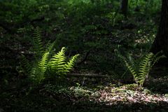 Farne bei Licht im Wald betrachtet