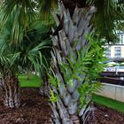 Farne, die epiphytisch auf einen Palmenstamm wachsen, Darwin