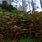 farne im herbst