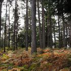 Farne im Herbst