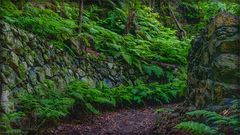 Farne im Naturreservat Monte el Canal