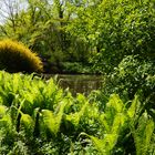 Farne im Tiergarten