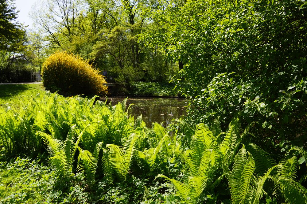 Farne im Tiergarten