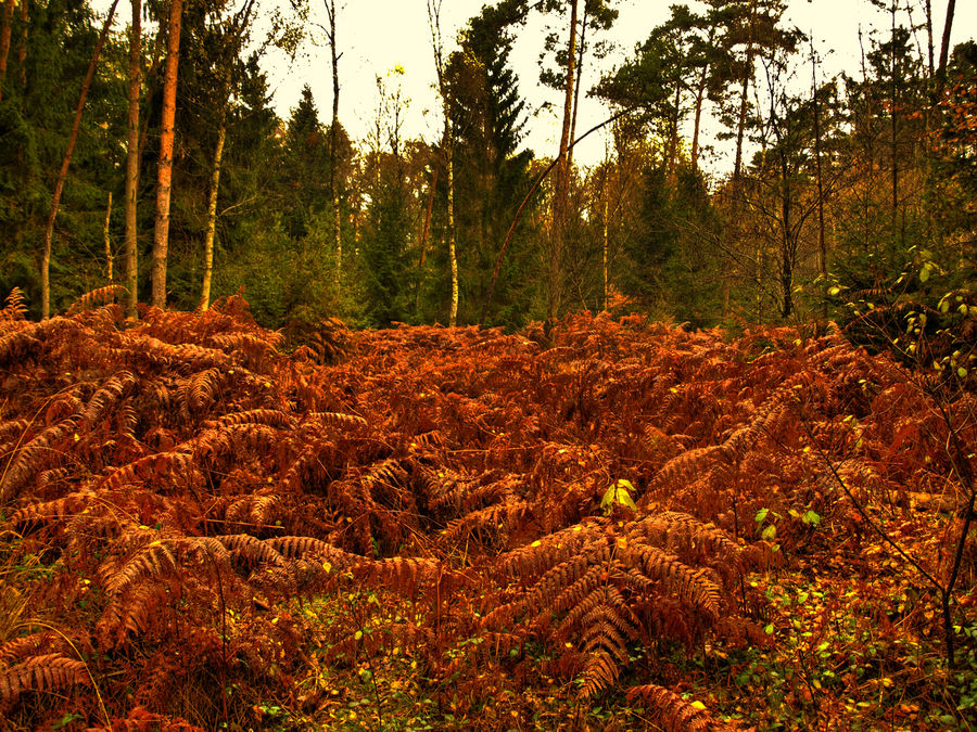 Farne im Wald