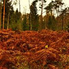 Farne im Wald