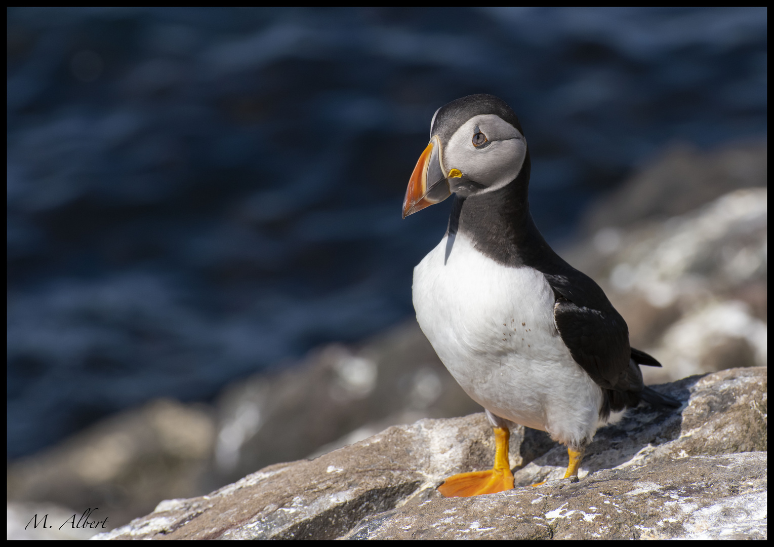 Farne island Puffin