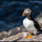 Farne island Puffin