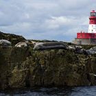 Farne Island Seals