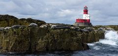 Farne Island Seals