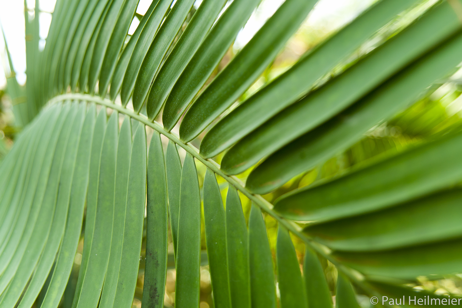 Farnengewächs im Botanischen Garten München