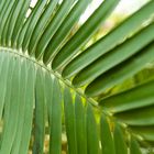 Farnengewächs im Botanischen Garten München