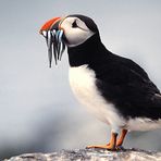 Farnes 1959.  Das muß genug sein für die Kinder