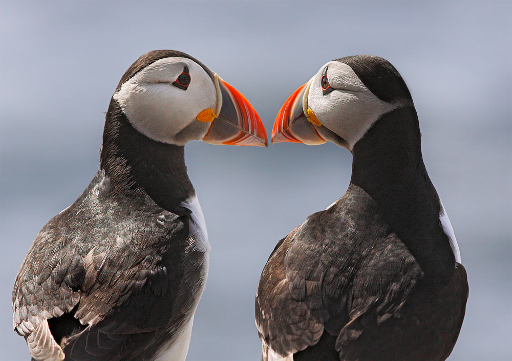 Farnes 2009 [2]