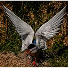 farnes Island