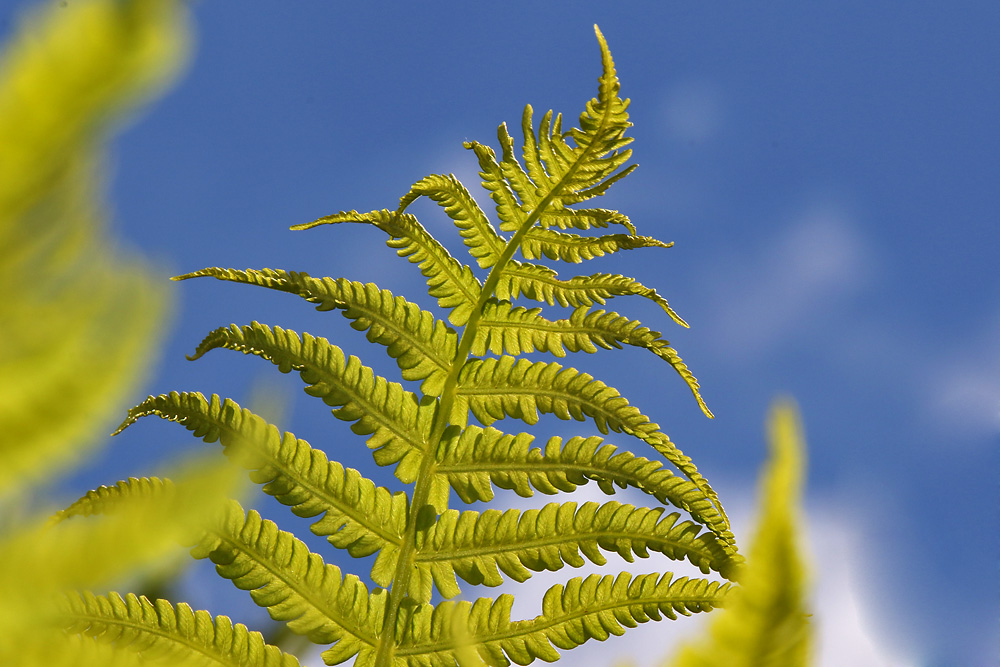 Farngrün bei blauem Himmel