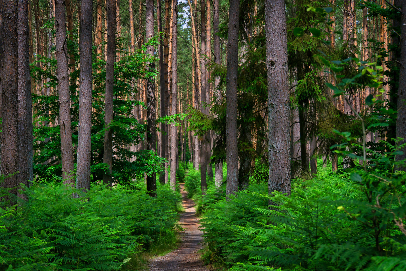 Farngrüner Darßwald